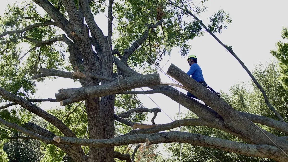Professional Crown Thinning performed by certified arborists in Neapolis