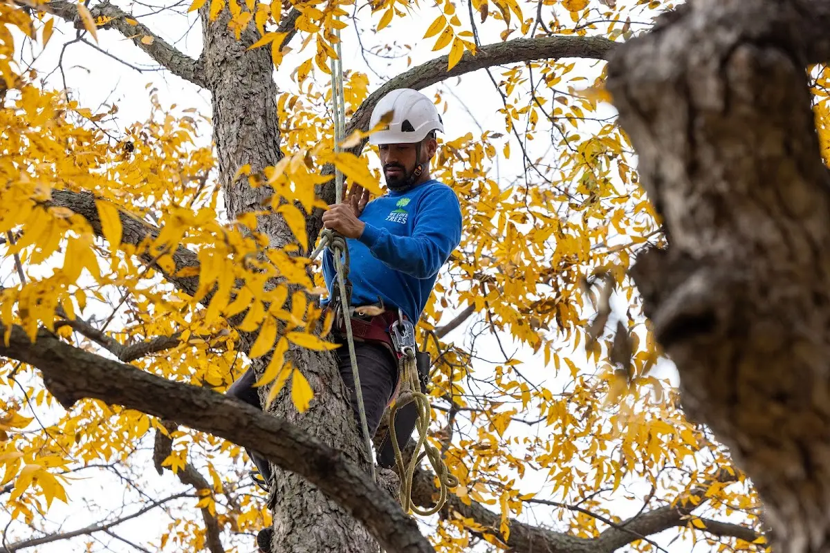Skilled Emergency Tree Service crew working in Neapolis